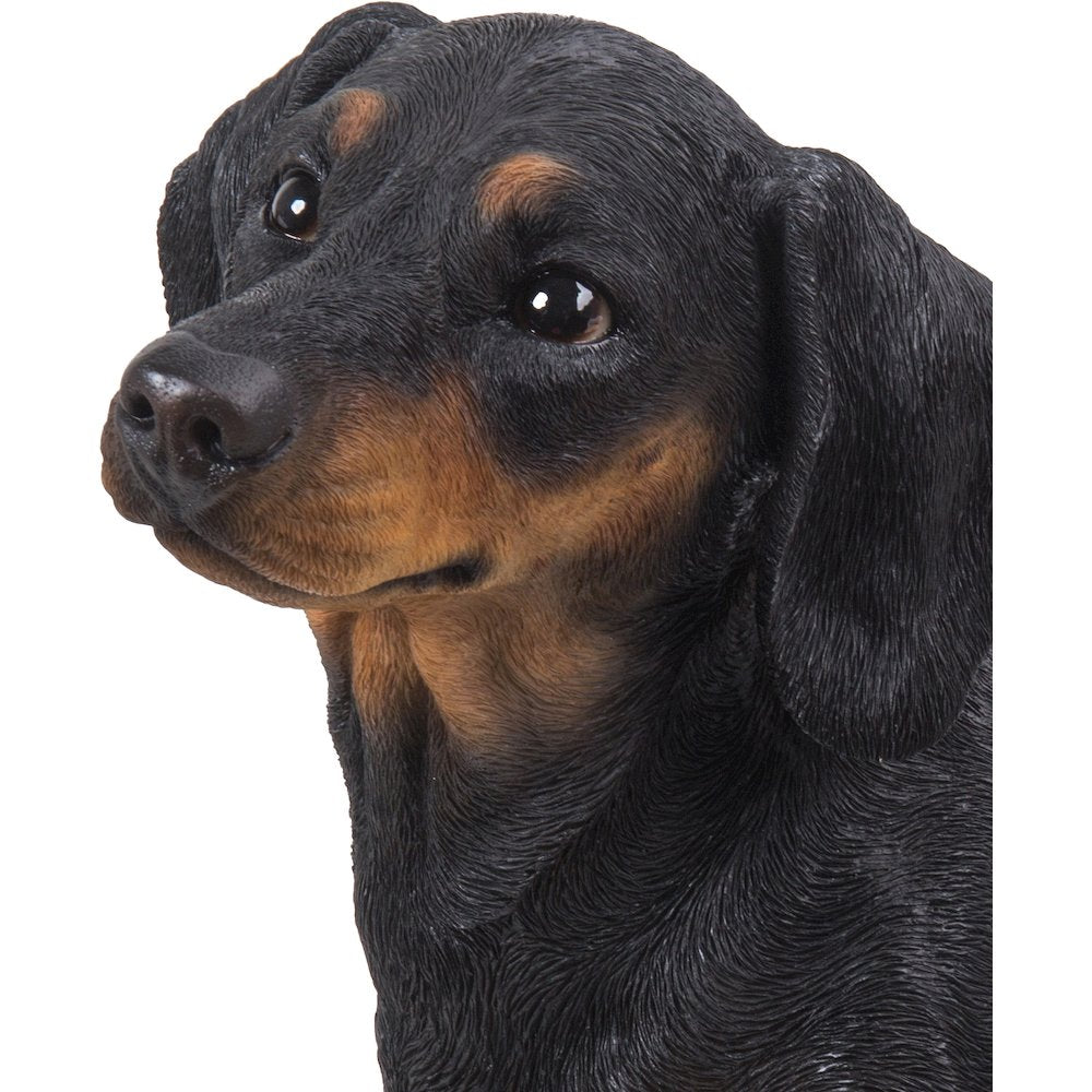 Dachshund