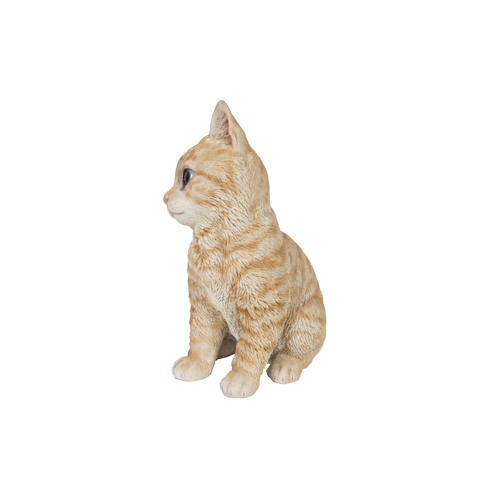 Head-Tilting Orange Tabby Kitten Sitting