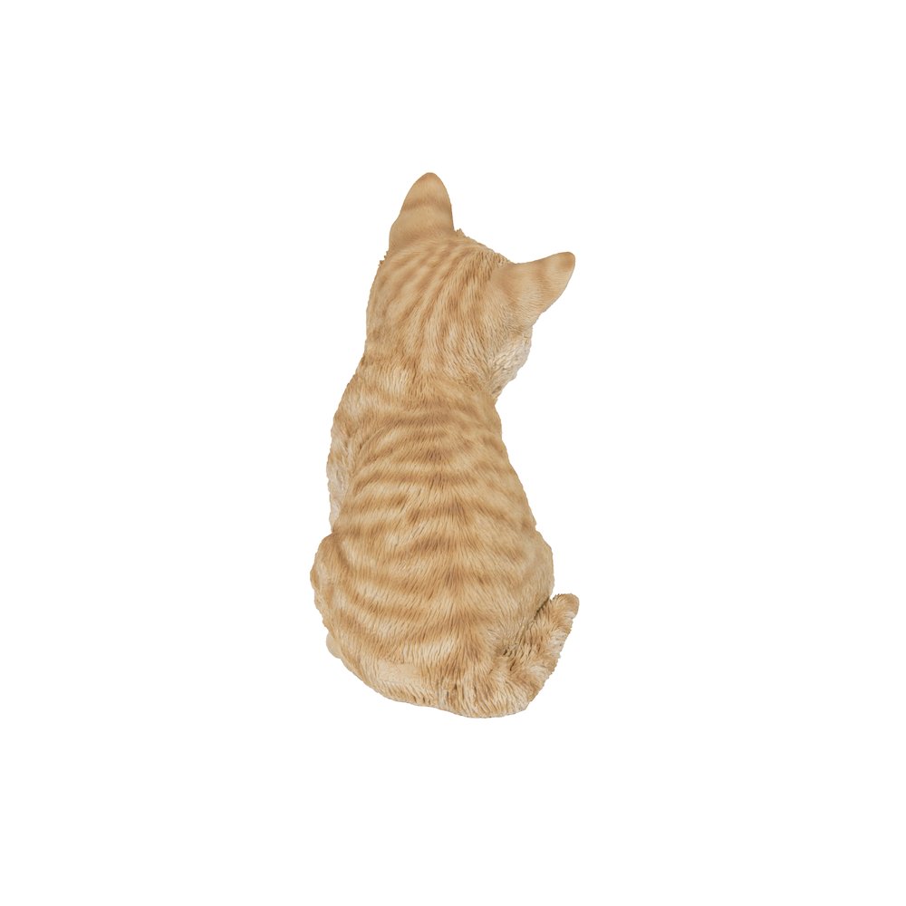 Head-Tilting Orange Tabby Kitten Sitting