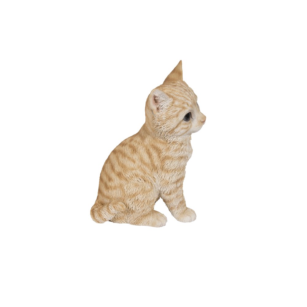 Head-Tilting Orange Tabby Kitten Sitting