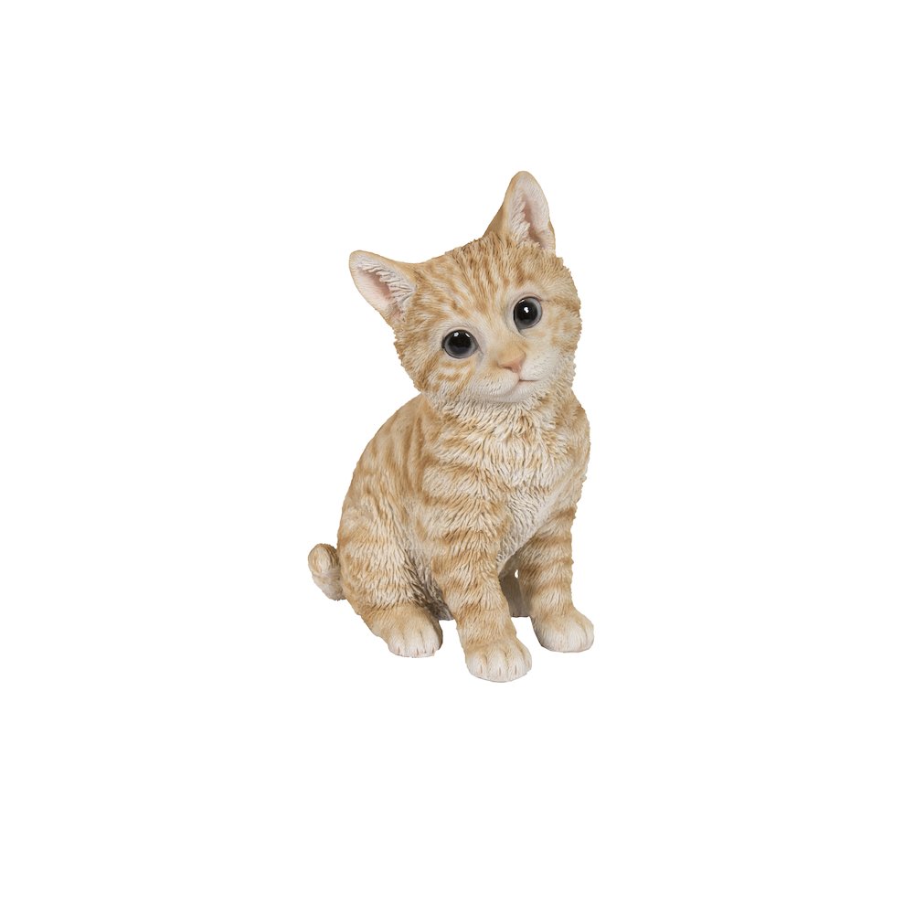 Head-Tilting Orange Tabby Kitten Sitting