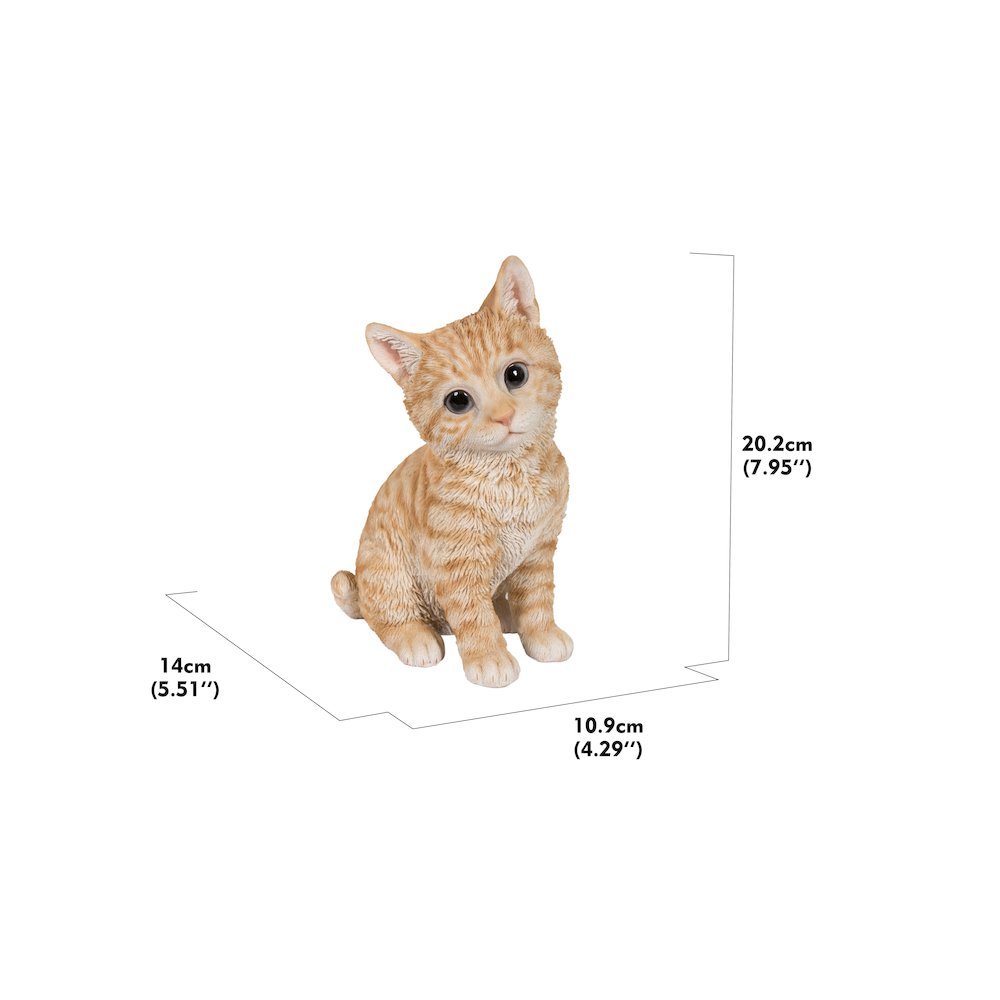 Head-Tilting Orange Tabby Kitten Sitting