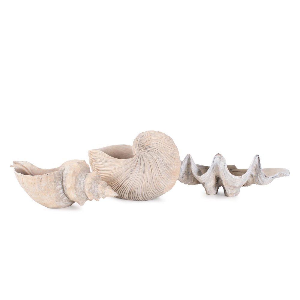 Horse Conch