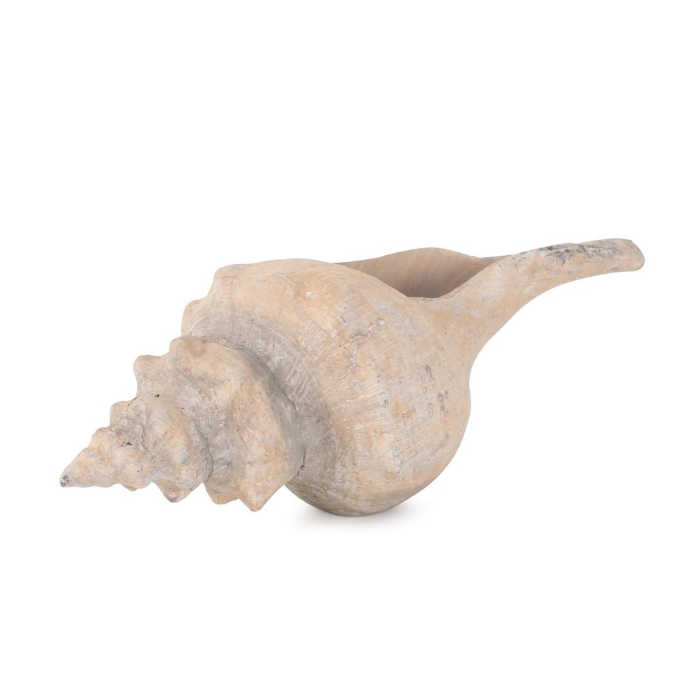 Horse Conch