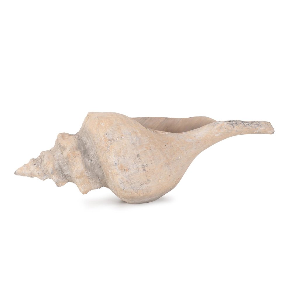 Horse Conch