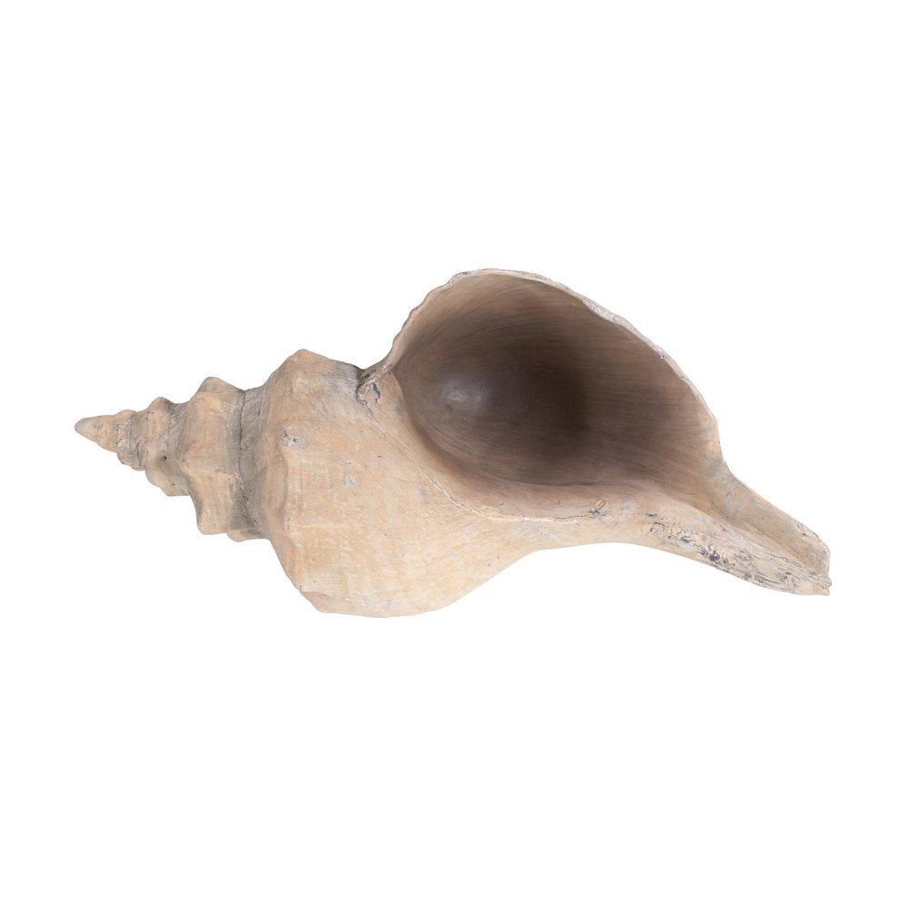 Horse Conch